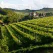 wijnworkshop Piemonte