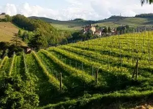 wijnworkshop Piemonte