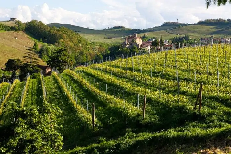 wijnworkshop Piemonte