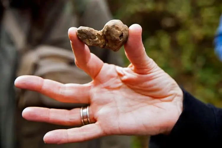 truffels zoeken in Toscane