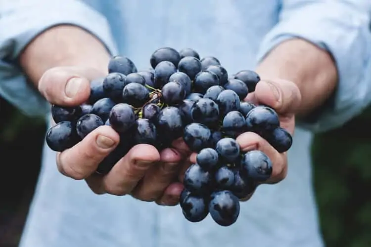 biologische wijn uit Italië