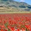 Castelluccio di Norcia magazine de smaak van italie