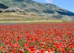 Castelluccio di Norcia magazine de smaak van italie