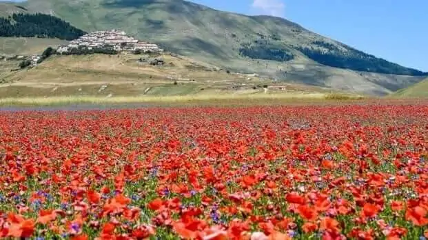 Castelluccio di Norcia magazine de smaak van italie