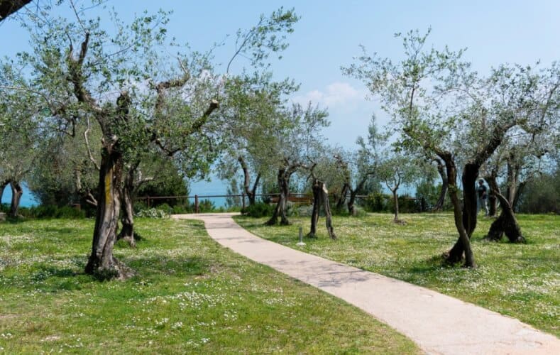 olijfbomen puglia Waarom deze eeuwenoude olijfboom in Puglia wereldberoemd is