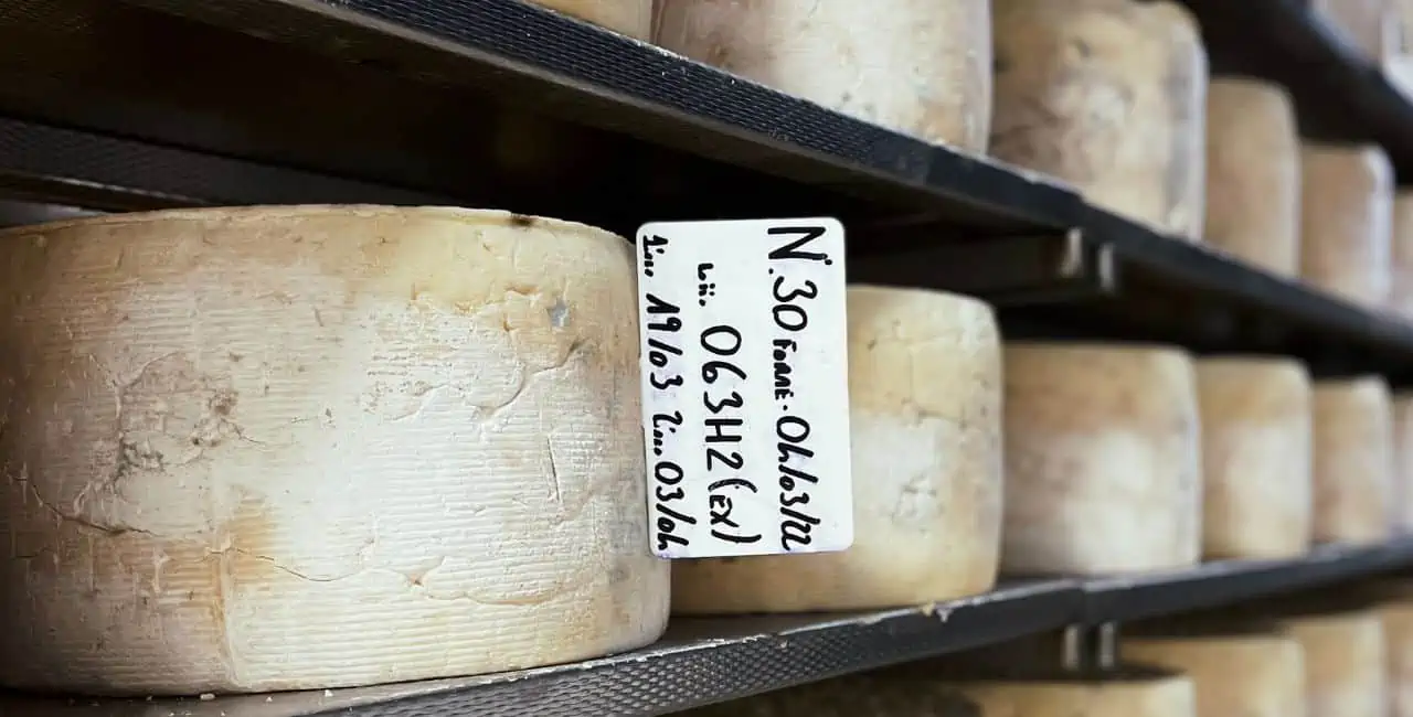 Gorgonzola kaas