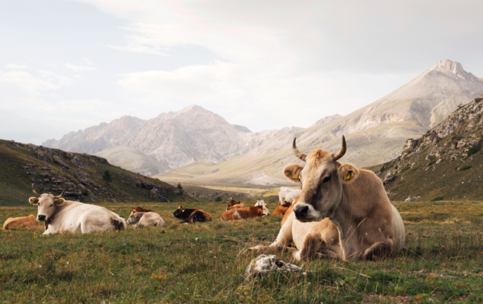 Abruzzo Safari