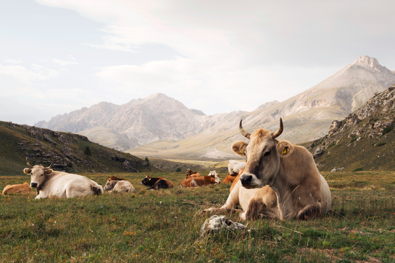 Op safari in Abruzzo