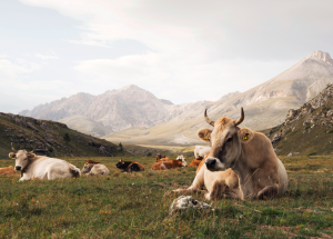 Abruzzo Safari