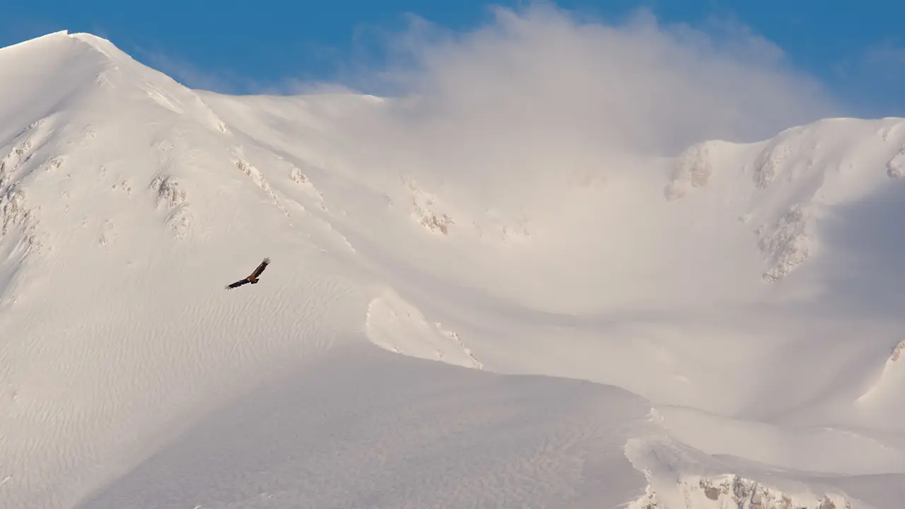 Griffon vulture snow 