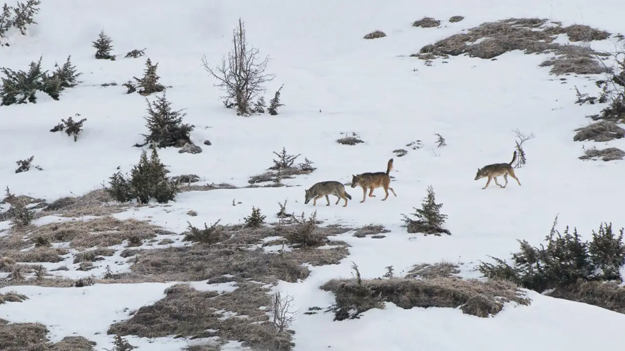 Op safari Abruzzo wildlife