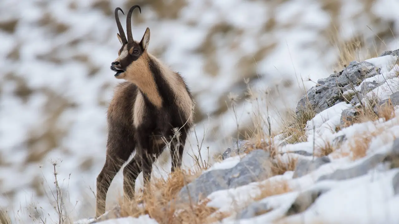 Wildlife Adventures Abruzzo