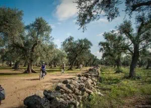 fietsen olijfbomen puglia