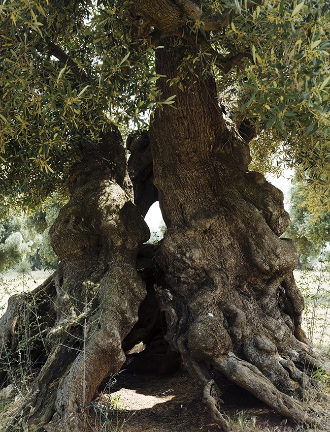 Olijfbomen in Ostuni