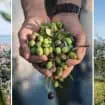 Liguria olijfolie ENIT