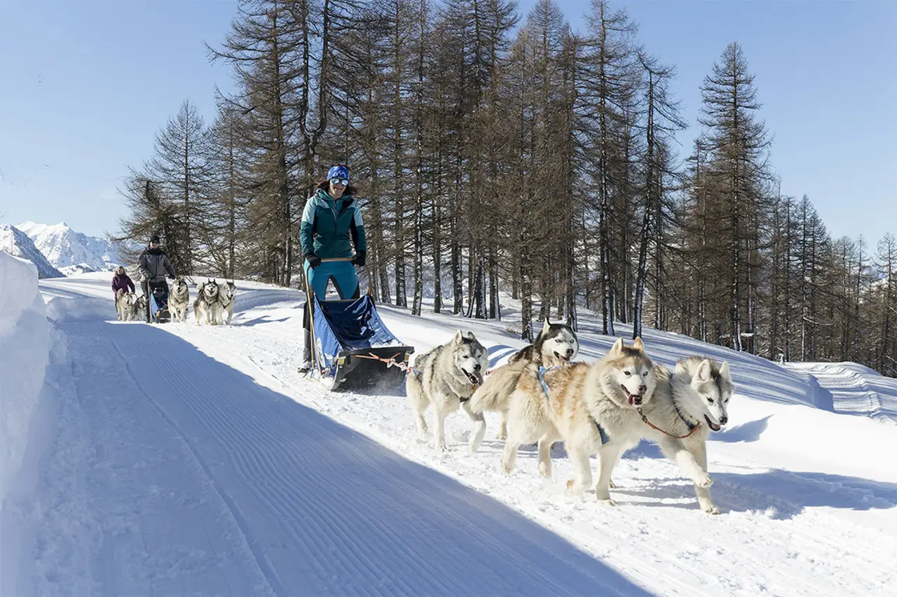 Met husky's in de sneeuw