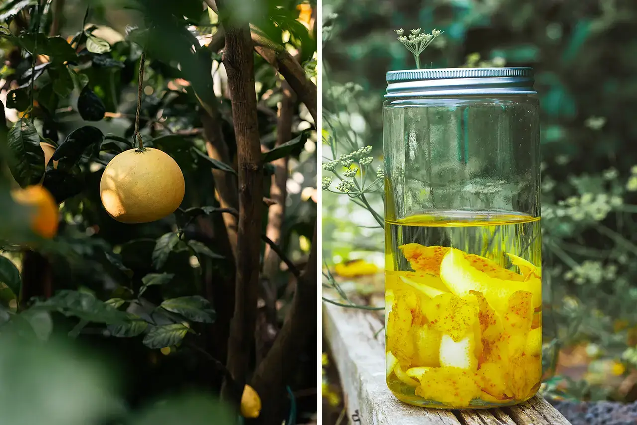 Limoncello maken