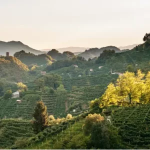 proseccohills (1)