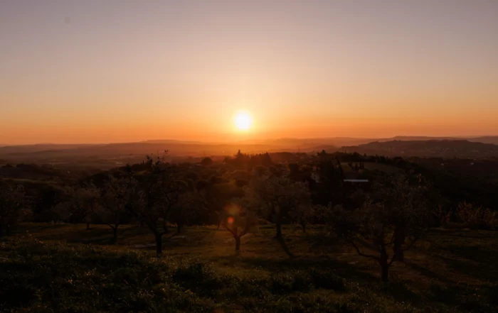 marche treia